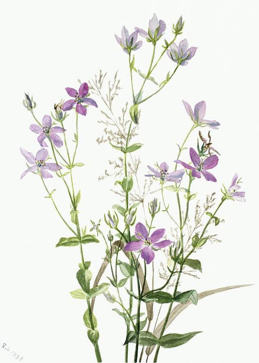 Wild Flower by Mary Vaux Walcott (1880)