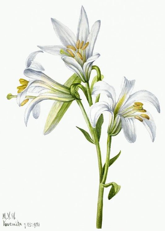 Washington Lily by Mary Vaux Walcott