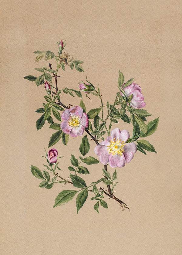 Rose Mallow (Hibiscus moscheutos) (1878) by Mary Vaux Walcott