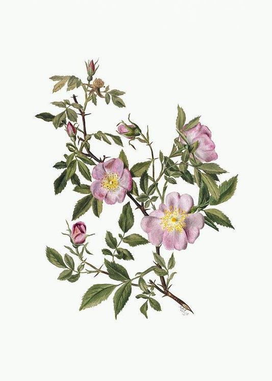Rose Mallow (Hibiscus moscheutos) (1878) by Mary Vaux Walcott