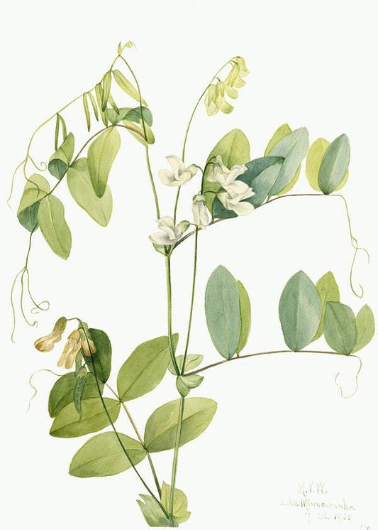 White Pea (Lathyrus ochroleucus) (1920) by Mary Vaux Walcott