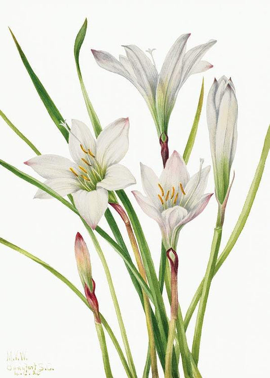 Atamasco Lily by Mary Vaux Walcott