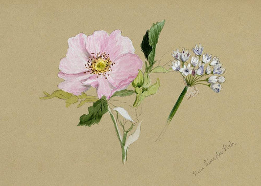 Flower Study (1876–1878) by Mary Vaux Walcott