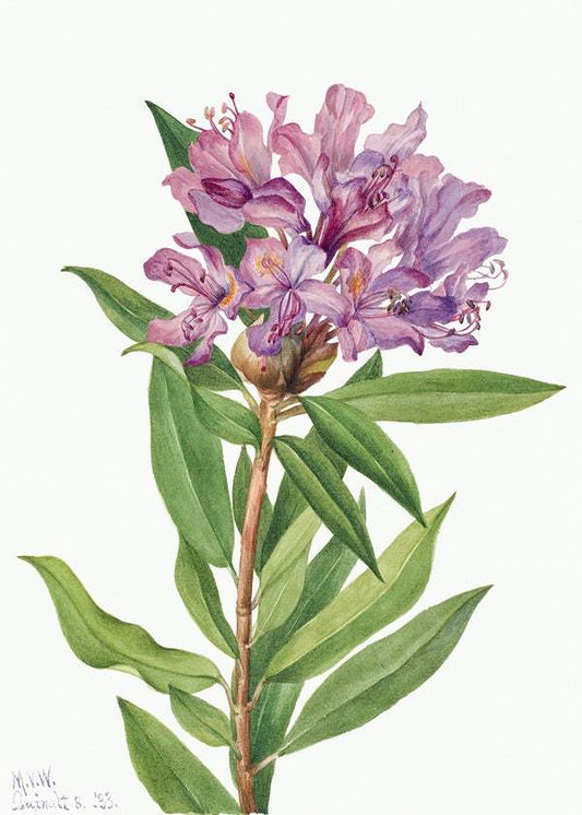 California Rose Bay (Rhododendron californicum) (1933) by Mary Vaux Walcott