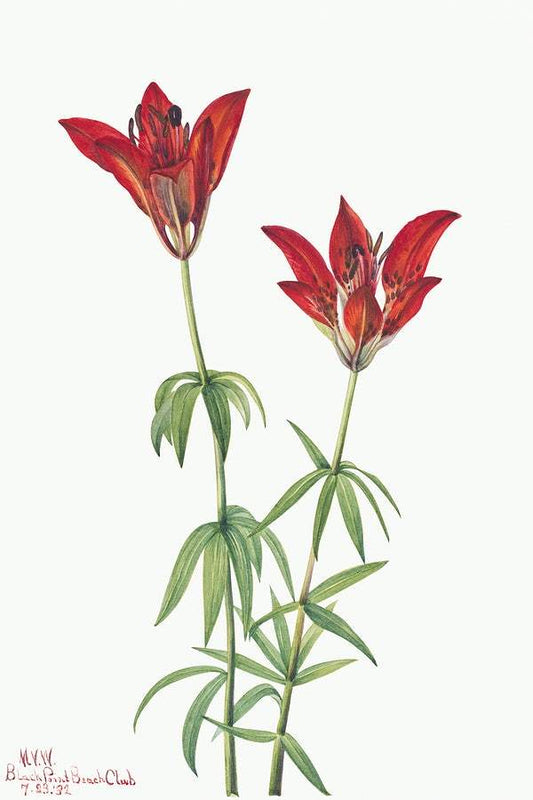 Wood Lily by Mary Vaux Walcott