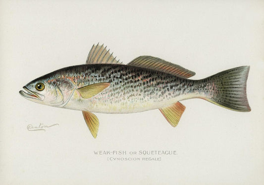 Weak-Fish or Squeteacue by Sherman F. Denton (1856–1937)