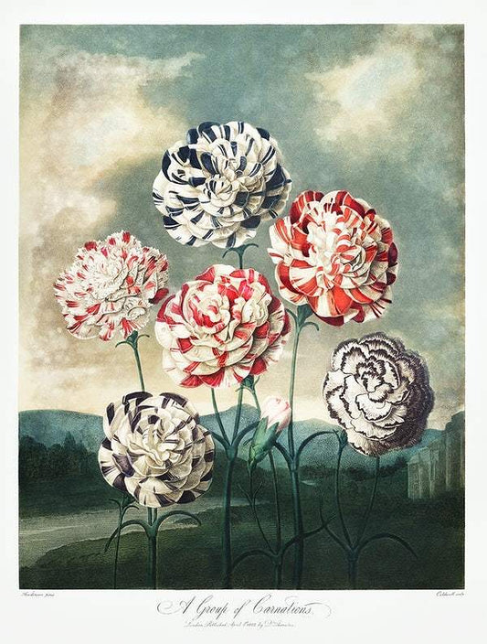 A Group of Carnations from The Temple of Flora (1807) by Robert John Thornton