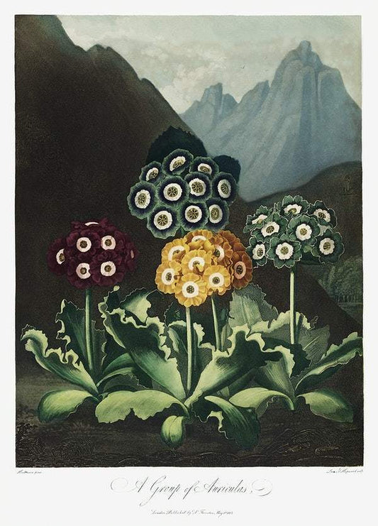 A Group of Auriculas from The Temple of Flora