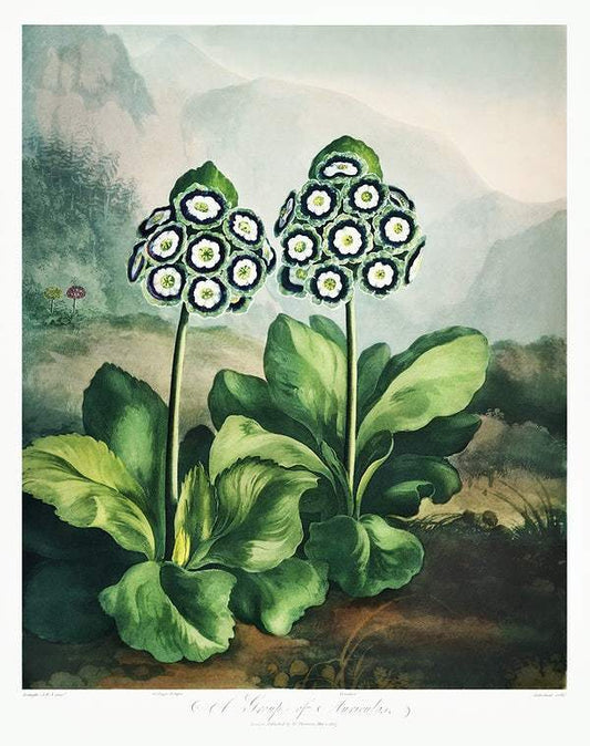 A Group of Auriculas from The Temple of Flora (1807) by Robert John Thornton