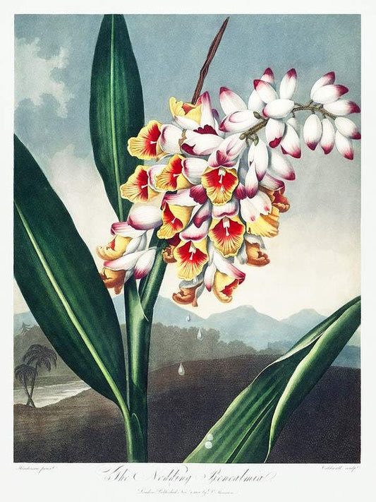 The Nodding Renealmia from The Temple of Flora (1807) by Robert John Thornton