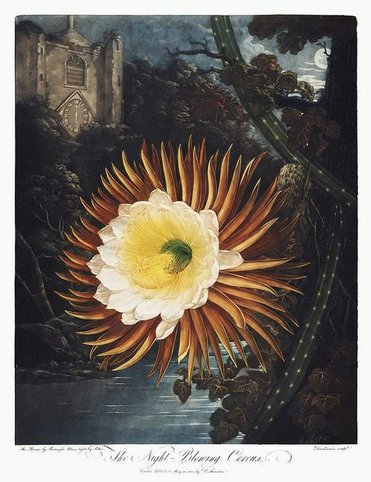 The Night–Blowing Cereus from The Temple of Flora (1807) by Robert John Thornton