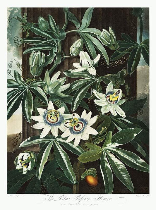 The Passiflora Cerulea from The Temple of Flora (1807) by Robert John Thornton