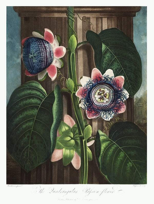 The Quadrangular Passion Flower from The Temple of Flora (1807) by Robert John Thornton