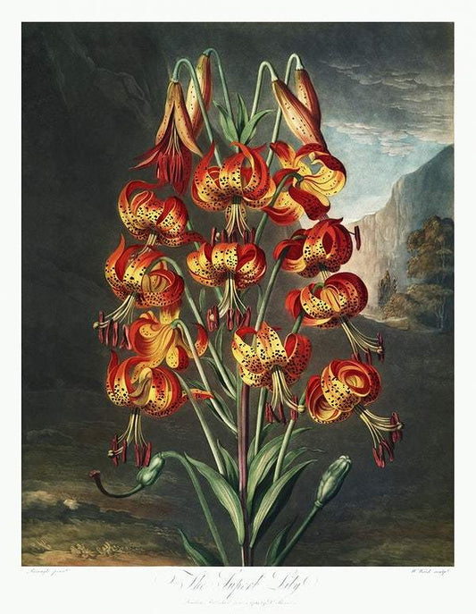 The Superb Lily from The Temple of Flora (1807) by Robert John Thornton