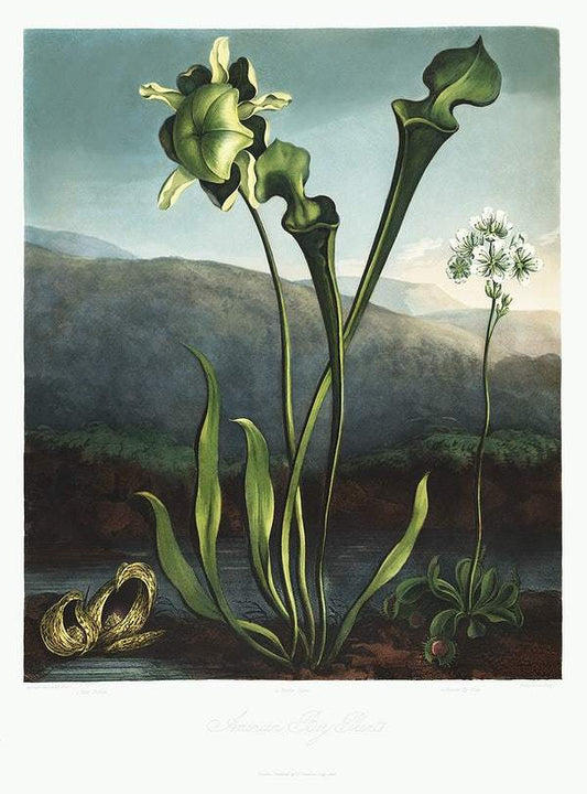 American Bog Plants from The Temple of Flora (1807) by Robert John Thornton