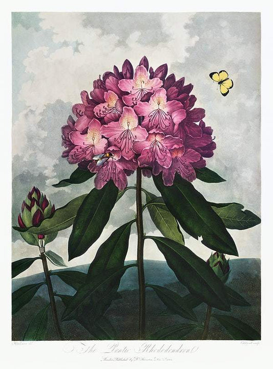 The Pontic Rhododendron from The Temple of Flora (1807) by Robert John Thornton