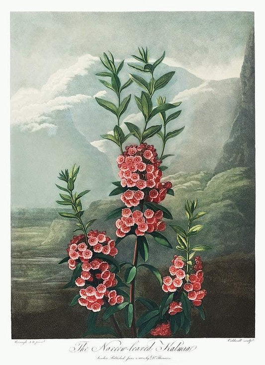 The Narrow–Leaved Kalmia from The Temple of Flora (1807) by Robert John Thornton