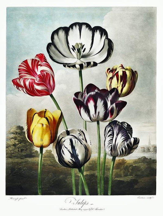 Tulips from The Temple of Flora (1807) by Robert John Thornton