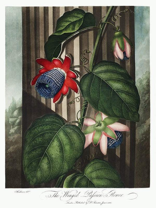 The Winged Passion-Flower from The Temple of Flora (1807) by Robert John Thornton