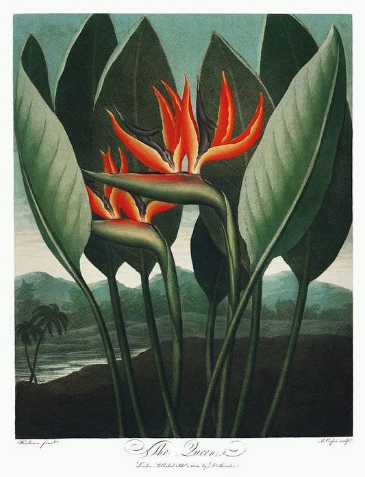 The Queen–Plant from The Temple of Flora (1807) by Robert John Thornton