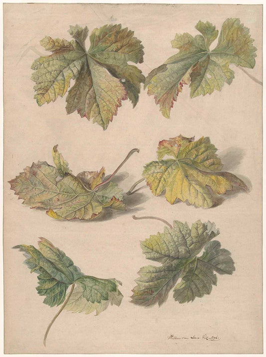 Leaf Studies by Willem van Leen 1796