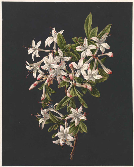 Azalea by M. de Gijselaar 1831