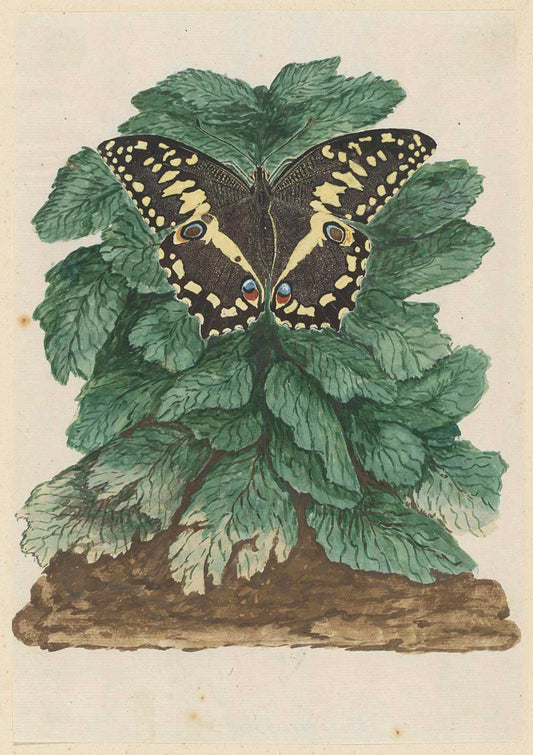 Papilio demodocus by Robert Jacob Gordon 1777