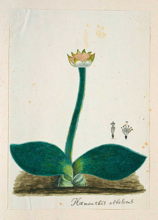 Haemanthus albiflos by Robert Jacob Gordon 1777