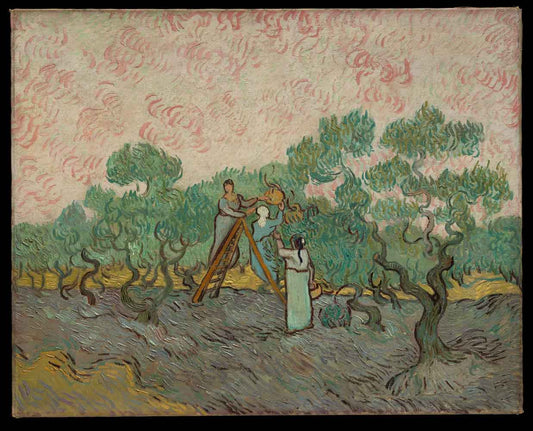Women Picking Olives by Vincent van Gogh 1889